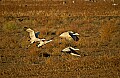 DSC_4902 sandhill cranes taking off--evening.jpg