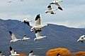 DSC_5080 snow geese in flight.jpg