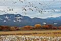 DSC_5106 snow geese in flight.jpg