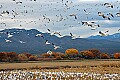 DSC_5107 snow geese in flight.jpg