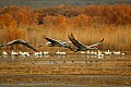 DSC_5320 sandhill cranes at pond flying.jpg