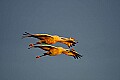 DSC_5430 sandhill cranes.jpg