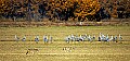 DSC_5439 coyotes and sandhill cranes.jpg