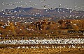 DSC_5565 snow geese in flight.jpg