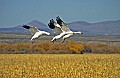 DSC_5675 three snow geese landing.jpg