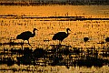 DSC_5729 sanhill cranes silhouette.jpg