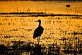 DSC_5738 sandhill crane silhouette.jpg