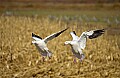 DSC_5754 snow geese landing.jpg