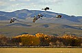 DSC_6494 sandhill cranes against mountain.jpg