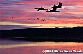 DSC_6969 cranes and sunset--bosque.psd