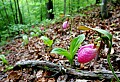 _MG_0921 stand of pink lady's slippers 13x19.jpg