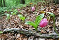 _MG_0945 stand of pink lady's slippers.jpg