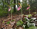 _MG_0999 pink lady's slippers.jpg