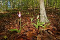 _MG_1068 pink lady's slippers.jpg