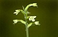 DSC_4523 small green wood orchid.jpg