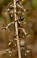DSC_4655 crane fly orchid.jpg