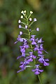 DSC_4827 fringeless purple fringeless orchid.jpg