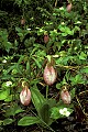 orchid752 pink lady's slipper.jpg