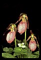 orchid754 pink lady's slippers.jpg