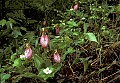 orchid756 pink lady's slipper.jpg
