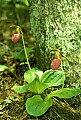 orchid761 pink lady's slipper.jpg