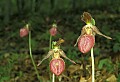 orchid763 pink lady's slippers.jpg