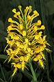 orchid766 yellow-fringed orchid.jpg