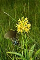 orchid767 yellow-fringed orchid.jpg