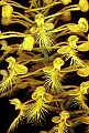 orchid768 yellow-fringed orchid.jpg