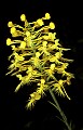 orchid769 yellow-fringed orchid.jpg