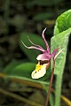 orchid779 calypso orchid.jpg