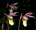 orchid780 calypso orchid horizontal.jpg