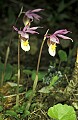 orchid780 calypso orchid.jpg