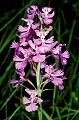orchid789 large puple-fringed orchid.jpg