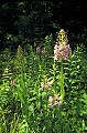 orchid790 large puple-fringed orchid.jpg