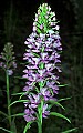 orchid794 large purple fringed orchid.jpg