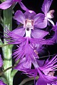 orchid798 purple finged-orchid.jpg