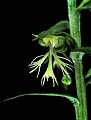 orchid800 ragged fringed-orchid.jpg