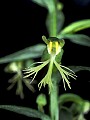 orchid801 ragged-fringed orchid.jpg