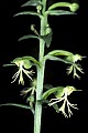 orchid803 ragged fringed-orchid.jpg