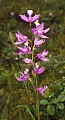 orchid808 grass pink.jpg