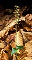 orchid811 heart-leaf twayblade.jpg