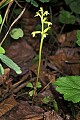 orchid824 early coralroot.jpg