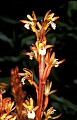orchid826 large coralroot.jpg