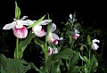 orchids0103 showy lady's slippers.jpg