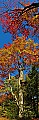 fall tree vertical panorama  1175x3600.jpg