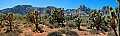 red rock area panorama (cactus) .jpg