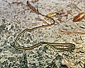 293_9321 eastern ribbon snake.jpg