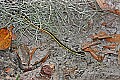 293_9334 eastern ribbon snake.jpg
