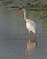294_9415 ibis.jpg